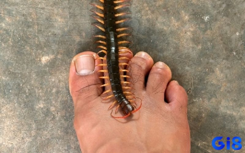 Mơ bị rết cắn liên quan tới phương diện sức khỏe 